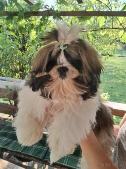 Shih tzu s pp / shi-tzu / shi tzu - 2