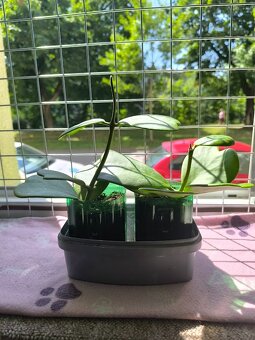 Liána Hoya Kerrii-voskovka srdíčková - 2
