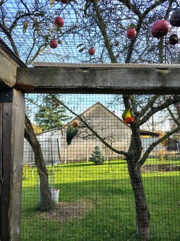 Agapornis fischeri - 2