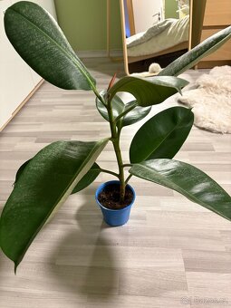 Různé pokojovky - 2