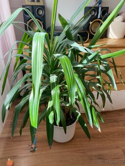 Květiny, palmy - Cikas a yukka - 2