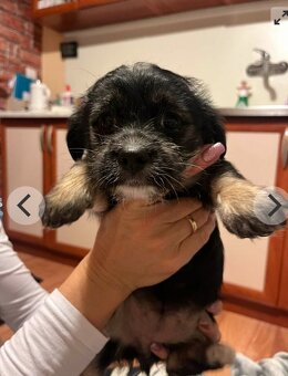 Jorkšírský teriér štěňatko - 2