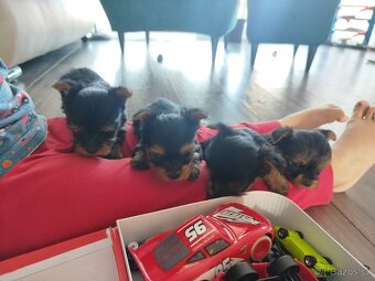 Jorkširsky teriér yorkširsky teriér - 2