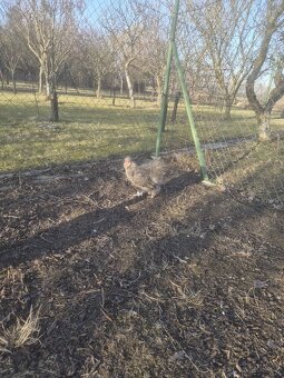 Hedvábnička kohout - 2