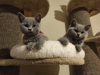 Britská koťátka britské kotě - 2