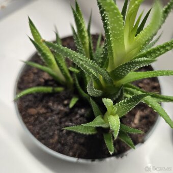 Haworthiopsis,  trs - 2