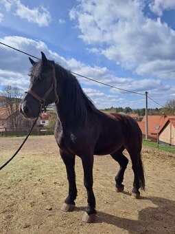 Chladnokrevná kobyla - 2