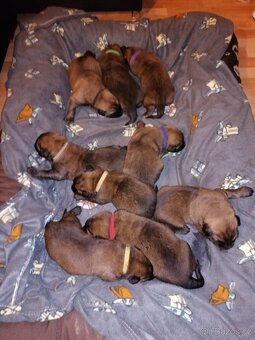 Leonberger - 2