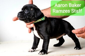 Staffordshire Bullterrier - 2