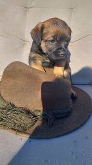 🐾 Volná fenka Border teriéra – s PP 🐾 - 2