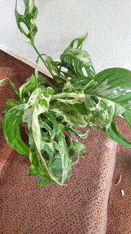 Monstera andanosiii marble - 2