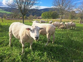 Beran Texel z kontroly užitkovosti - 2
