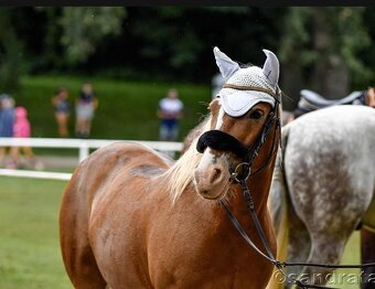Pony Welsh - učitel Belin, 11let - 2