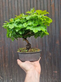 Bonsaj, Bonsai - Viburnum 2 - 2