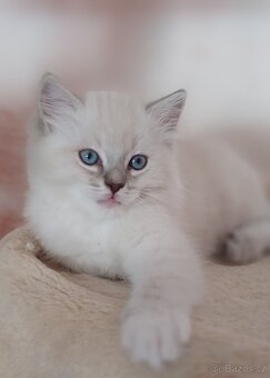 Ragdoll bez PP - 2