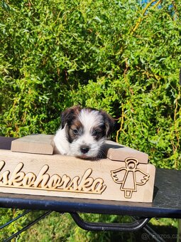 Jack Russell teriér ( Rusel teriér) s PP - 2
