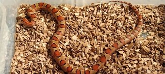 korálovka mexická-lampropeltis mexicana thayeri - 2