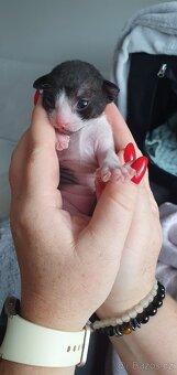 Cornish rex s PP - 2