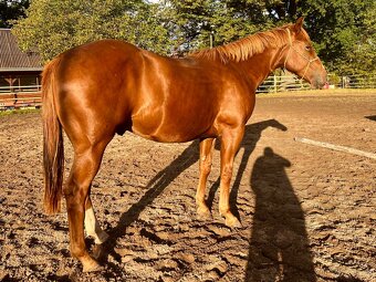 Valach Quarter Horse - 2