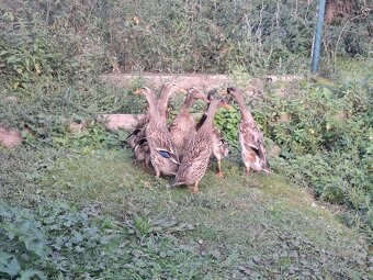 Indický běžec - 2