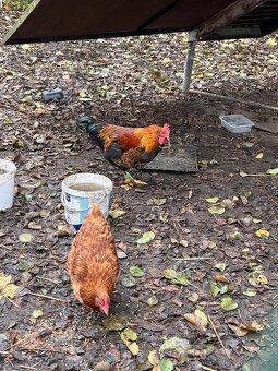 Letošní kohoutci - 2