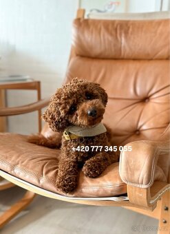 Toy pudl chlapeček Toy Poodle Male boy Red Brown - 2