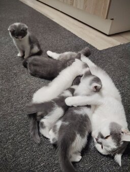 Britská krátkosrstá - 2