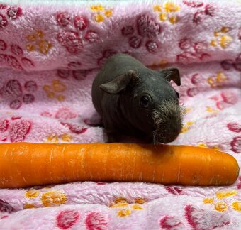 Skinny morče, sameček s PP - 2