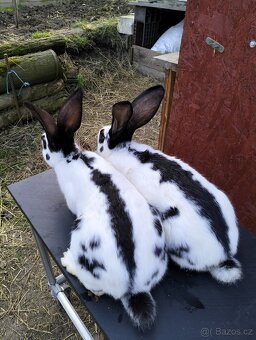 Německý strakač - 2