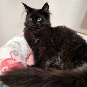 Mainská mývalí kočička s PP - 2