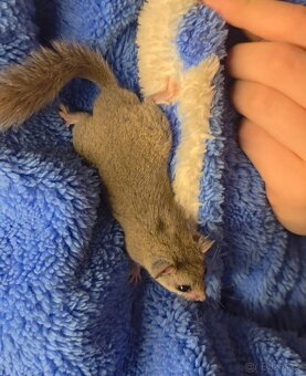 Plšík holčičky - 2