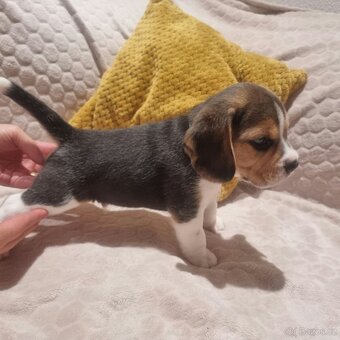 Bígl, Beagle, štěňátka - 2