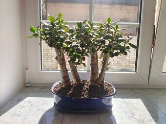 Bonsai lesík tlustice - 2