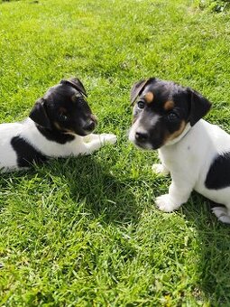 Jack Russel teriér - 2