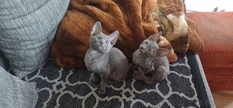 Cornish rex koťátka - 2