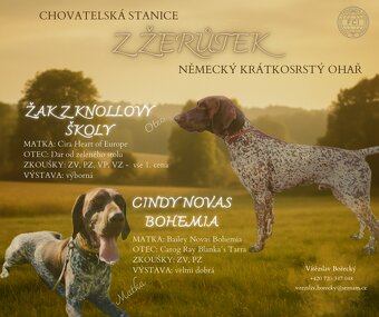 Německý krátkosrstý ohař s PP - 2