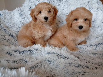 Maltipoo - inzerát platný do zmazania - 2
