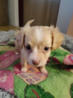 Štěňátka hledají milující domov - 2