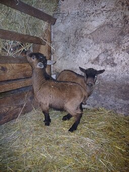 Holandská zakrslá koza - 2