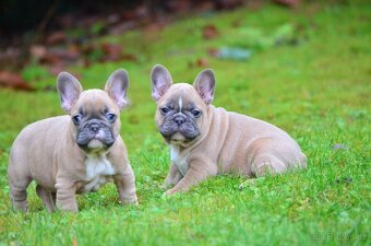 Francouzský buldoček s PP (jen kluci) - 2