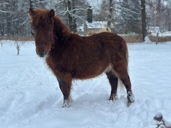 Shetland pony - 2