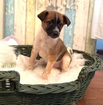 Waldo, Will a Winston - štěňátka, chlapečci - 2