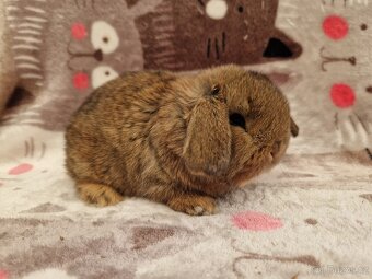 Zakrslý beránek - minilop - 2