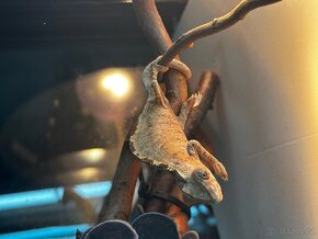 Chameleon Pardali - 2