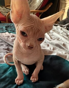 Kanadský sphynx tří měsíční kocourky - 2