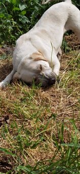 Fenka labrador - 2