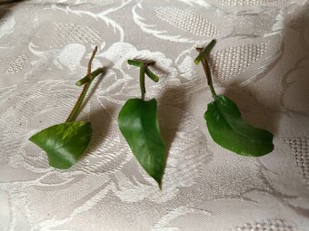 Epipremnum 2 druhy-.Baltic blue a Kujang flame - 2