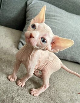 Sphynx kocourek - 2
