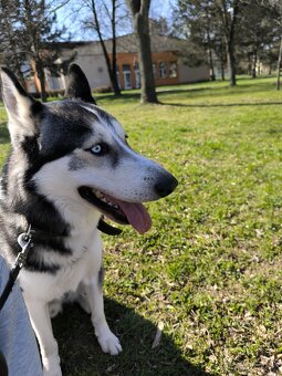 Sibiřský husky - 2