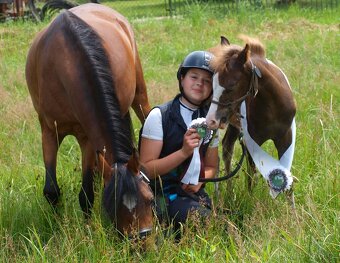 Klisnička Welsh pony, sekce B na prodej - 2